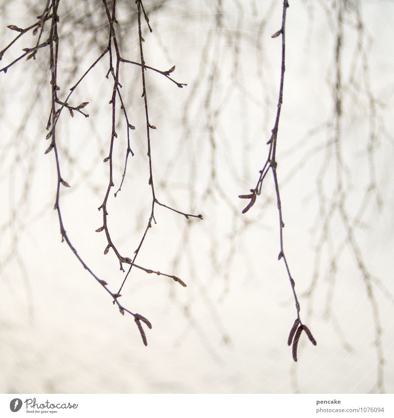 reiterativeness Nature Spring Winter Fog Snow Tree Sign Near Feminine Bizarre Life Calm Twigs and branches Superimposed Suspended Longing Repeating Blur