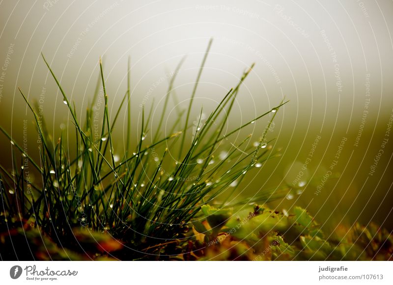 Meadow, in the morning Grass Fog Growth Green Stalk Soft Delicate Environment Plant Autumn Morning Fresh Wet Colour Nature Drops of water Rope Water