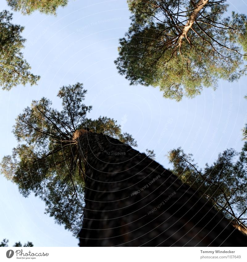 autumn forest Tree Leaf Tree trunk Coniferous trees Death of a tree Forest Mellow Summer Green Brown Forest death Maturing time Tree bark Autumn Clouds Plant