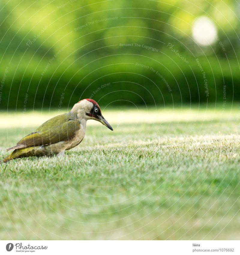 Green Woodpecker Nature Grass Garden Meadow Animal Bird 1 Observe Wait Astute Curiosity Optimism Lawn Tepid Green woodpecker Colour photo Exterior shot Deserted