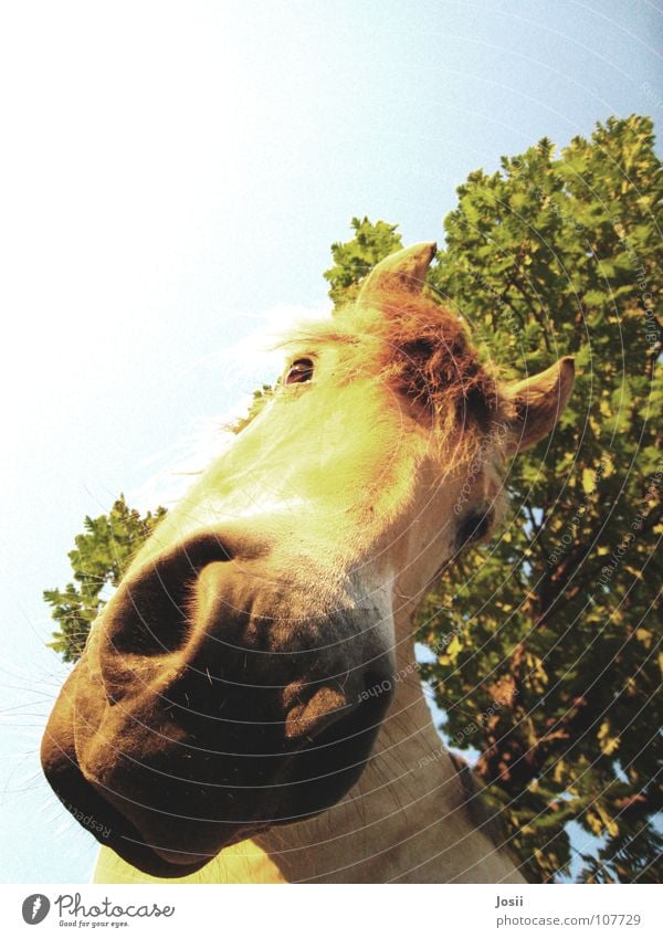 Is there anything to eat? Horse Tree Light Curiosity Worm's-eye view Grass Leaf Nostril Mane Heavy Large Horse's head Tree trunk Walking Summer Physics Feeding