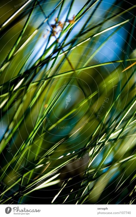 Cane Common Reed Reeds Habitat Juncus Blossom Blossoming Grass Blade of grass Plant Nature wag Environment Environmental protection Sweet grass bank