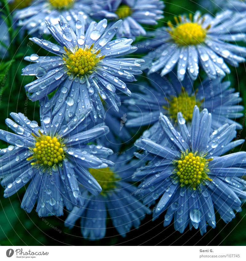 collective emotions Aster Daisy Family Ornamental plant Violet Yellow Blossom leave Wet Rain Drops of water Flower Plant Multicoloured Blue-yellow Bushes