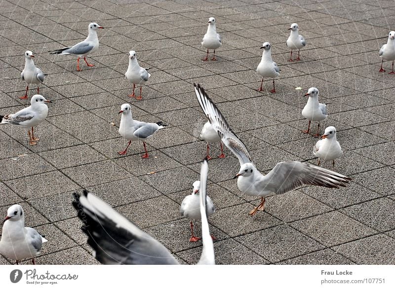 seagull show Feed Feeding Bird Beak Poultry Wing seagulls Flying Feather Peck bird cattle flapping