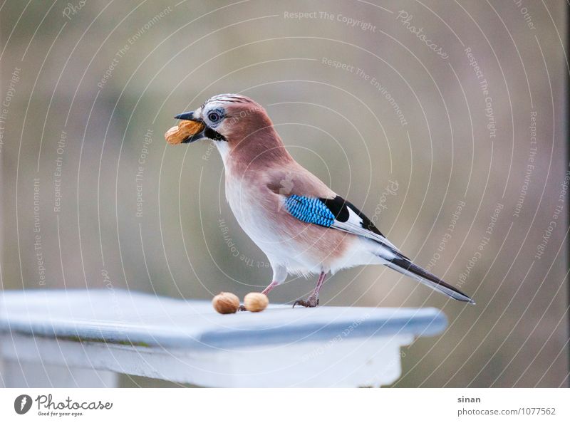 Jay steals peanuts Nut Peanut Nature Garden Animal Wild animal Bird 1 Sit Survive "steal "I'll look," Purloin Looking Beak Feather Banister Balcony Colour photo