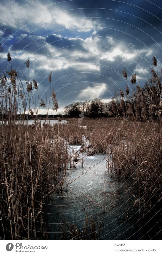 Quiet and cold Environment Nature Landscape Plant Sky Clouds Horizon Winter Ice Frost Tree Bushes Reeds Wait Cold Calm Idyll Far-off places Colour photo