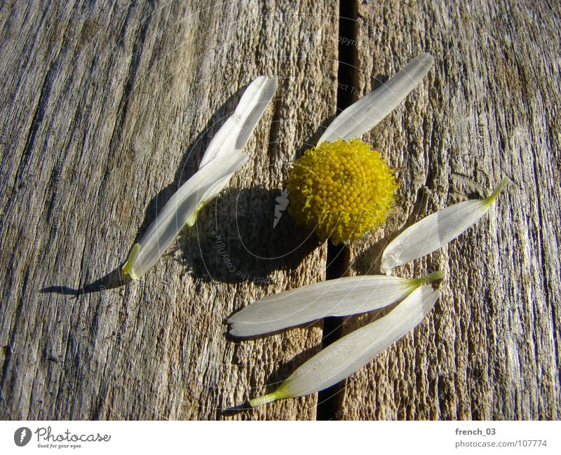 dreaming is over Summer Nature Plant Flower Blossom Wood Brown Yellow White Chamomile Colour photo Subdued colour Close-up Macro (Extreme close-up)