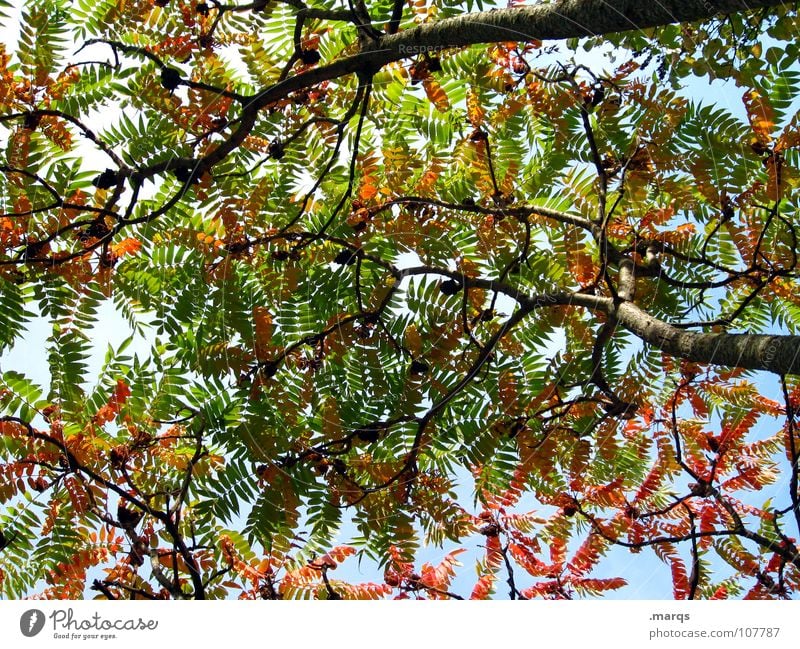 discolouration Tree Leaf Round Oval Autumn Red Green Blossom Play of colours Colouring Wood flour Nature Beautiful leaf blanket Branch Twig Orange Shadow Sky