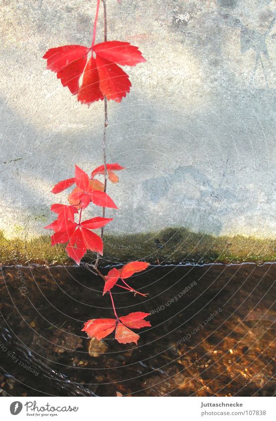 The Great Unknown Autumn Red Concrete Brook Leaf Virginia Creeper Vine leaf Autumn leaves Hang Suspended Still Life Wall (building) Tendril Magic Enchanting