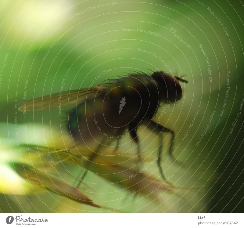 fly in the wind Mosquitos Insect Blur Grass Green Biology Animal Small Crawl Macro (Extreme close-up) Close-up Fly Abstract Wing Hair and hairstyles Flying