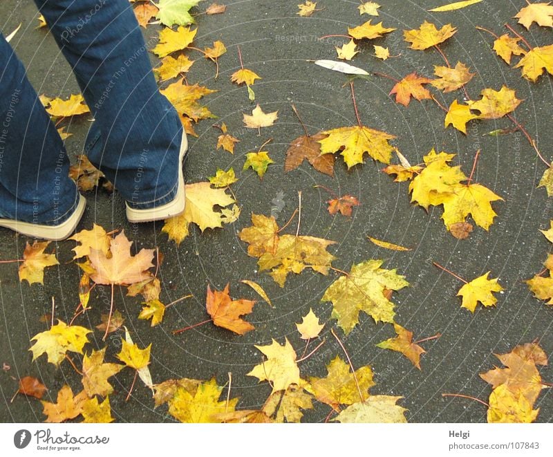 Male legs in jeans and shoes on a path with yellow autumn leaves Autumn Leaf To fall Side by side Together Consecutively Maple tree Maple leaf Stalk Footwear
