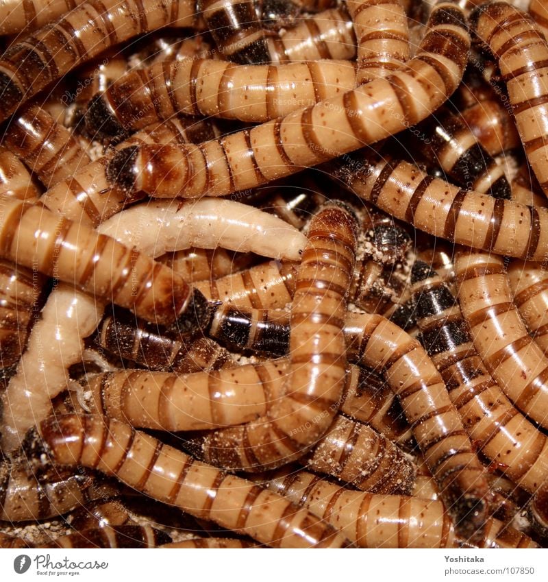 To grave Worm Coffin Corpse Feed Feeding Odor Animal Brown Fear Panic mealworm mealworms Zophobas Death Putrefy Nutrition Dirty Floor covering Protein