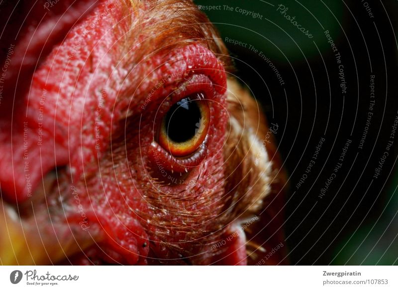 Strict view Barn fowl Animal Crest Animal face Eyes Pupil Red Near Exterior shot Macro (Extreme close-up) Bird Looking into the camera Bird's head Bird's eyes