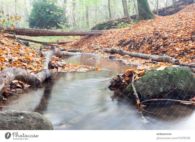 Stream in autumn Nature Landscape Plant Earth Water Autumn Fog Forest Rock River bank Brook Contentment Attentive Serene Patient Calm Loneliness sourcethal