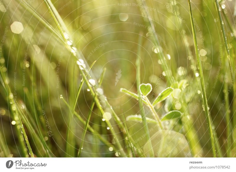 Green Heart Environment Nature Plant Spring Grass Leaf Meadow Warmth Yellow Warm-heartedness Love Environmental protection Colour photo Exterior shot