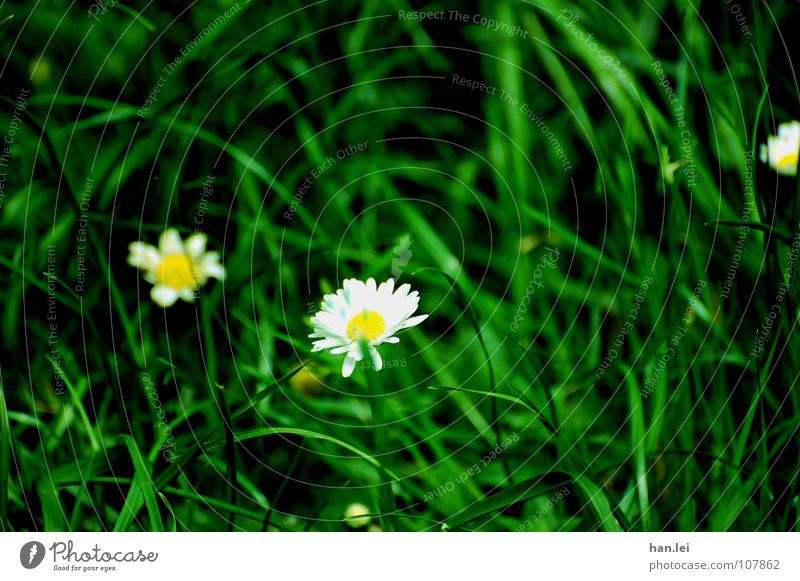daisies Garden Flower Grass Small Daisy Muddled goose lime sauce Lawn Black-green white yellow Colour photo
