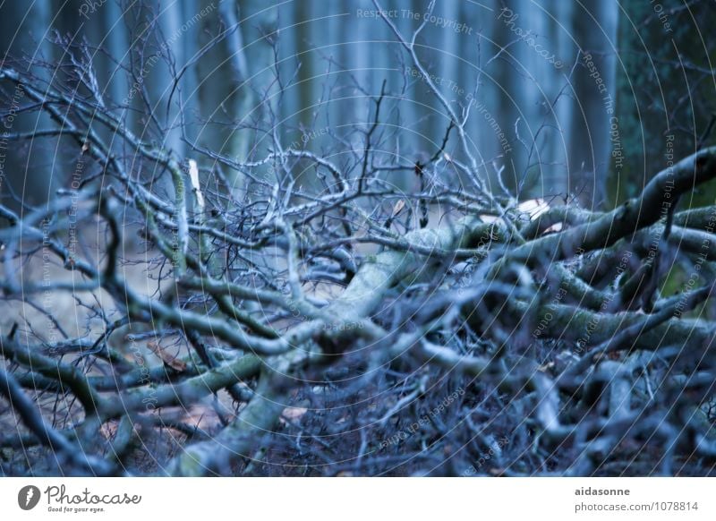 Wood in the forest Nature Landscape Plant Winter Tree Contentment Attentive Calm Authentic Twigs and branches Woodground Forest Ghost tree