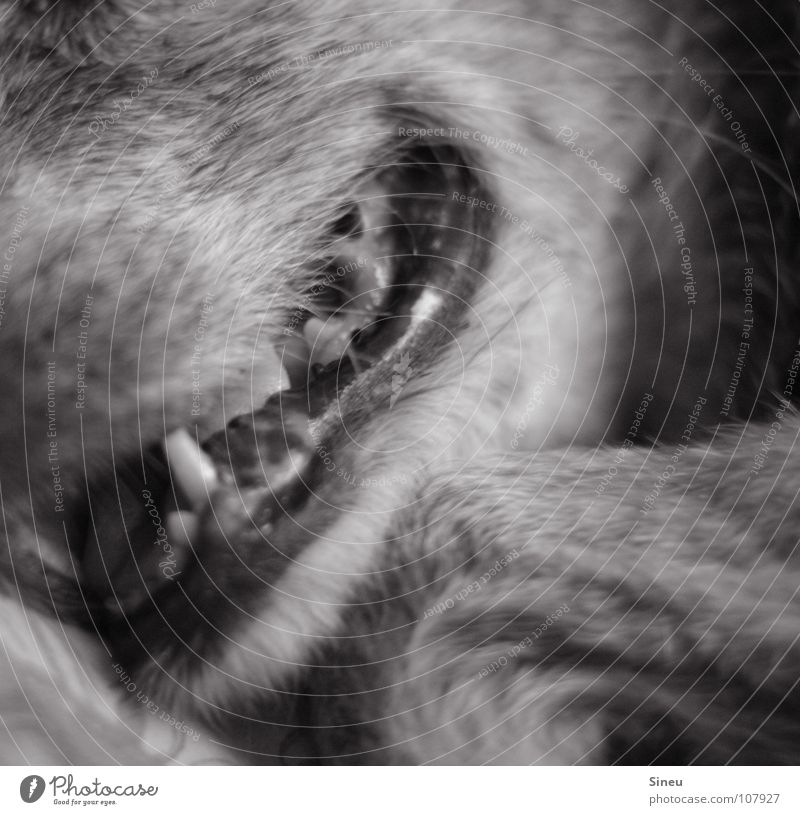 tartar Pet Animal Dog Crossbreed Beast Pelt Gray-haired Dog's snout Black & white photo Mammal four-legged friends Lie Macro (Extreme close-up) Section of image