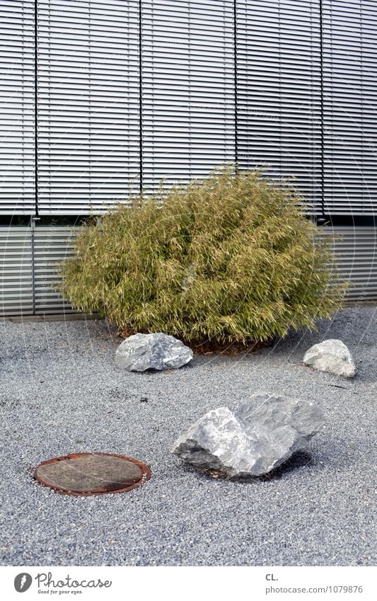 Stone Age Environment Bushes Wall (barrier) Wall (building) Window Roller blind Gully Gravel Pebble Hideous Gloomy Gray Green Boredom Stagnating Stony