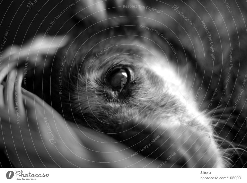 lunch break Black & white photo Interior shot Artificial light Contrast Deep depth of field Animal portrait Looking into the camera Forward Pelt Gray-haired Pet