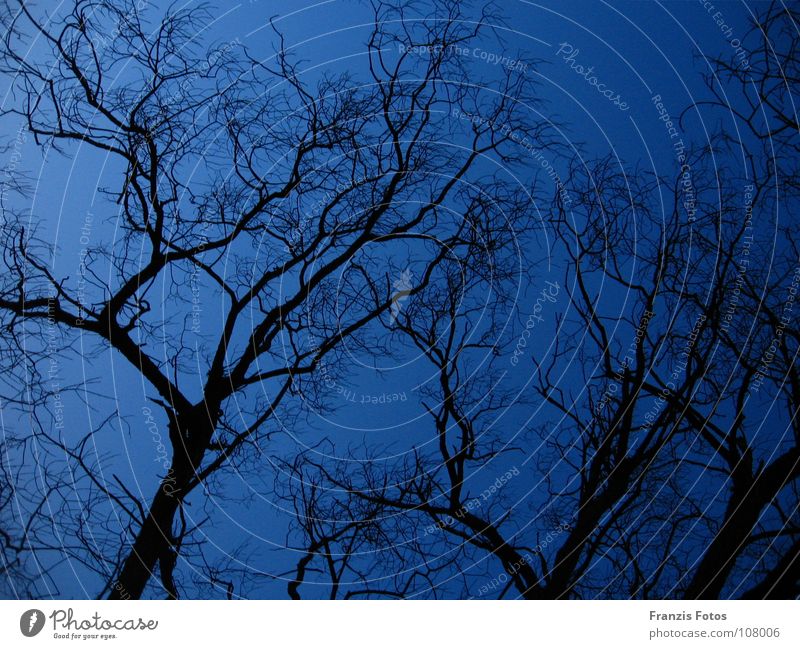 somber Tree Night Dark Eerie Black Blue Twig Branch