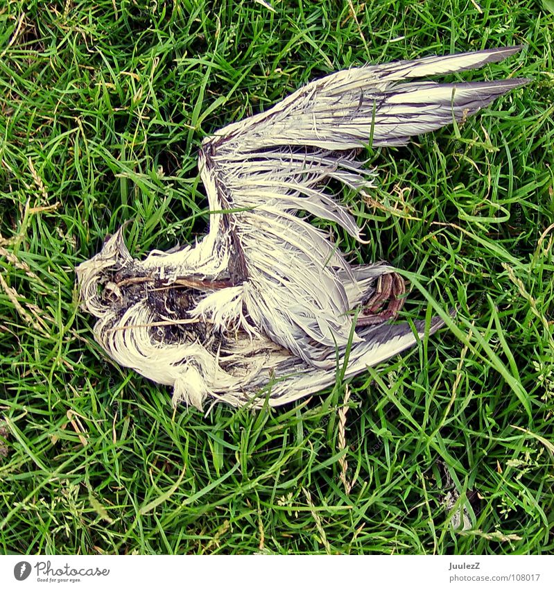 Death Match: You loose Seagull Bird Dike Meadow Green Beak Grief Disgust Skeleton Grass Putrefy Blade of grass Insect Nest Meal Lake Physics Wind Distress Beach