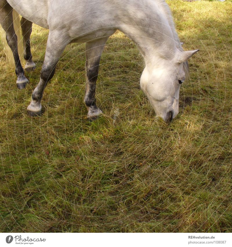 a horse photo :o) Horse Meadow To feed Hoof Animal Gray (horse) Stand To enjoy Nutrition Farm animal Feeding Horse lover Pasture Break Summer Mane Mammal Legs