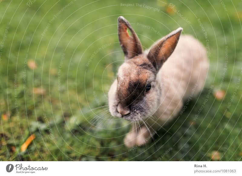 Perforated urban bunny Autumn Meadow Wild animal rabbit rabbit 1 Animal Cute Pitted Hollow Wound Be confident bunnies Autumn leaves Colour photo Exterior shot