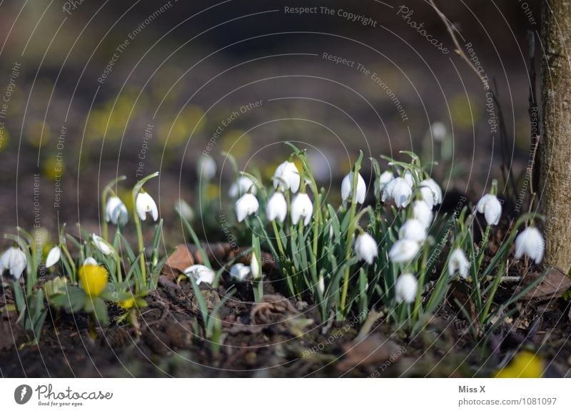 early in the year Garden Spring Beautiful weather Flower Blossom Blossoming Growth Moody Spring fever Beginning Snowdrop Spring flower Spring flowering plant