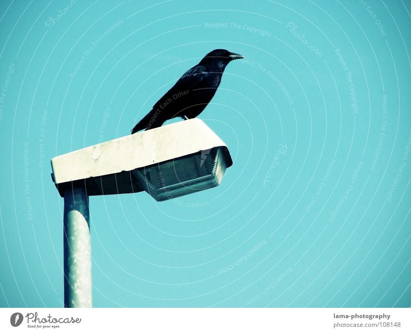 The Guardian Bird's-eye view Monitoring Protection Raven birds Crow Common Raven Jackdaw Rook Lantern Street lighting Lamp Sky Wisdom Fairy tale Vignetting