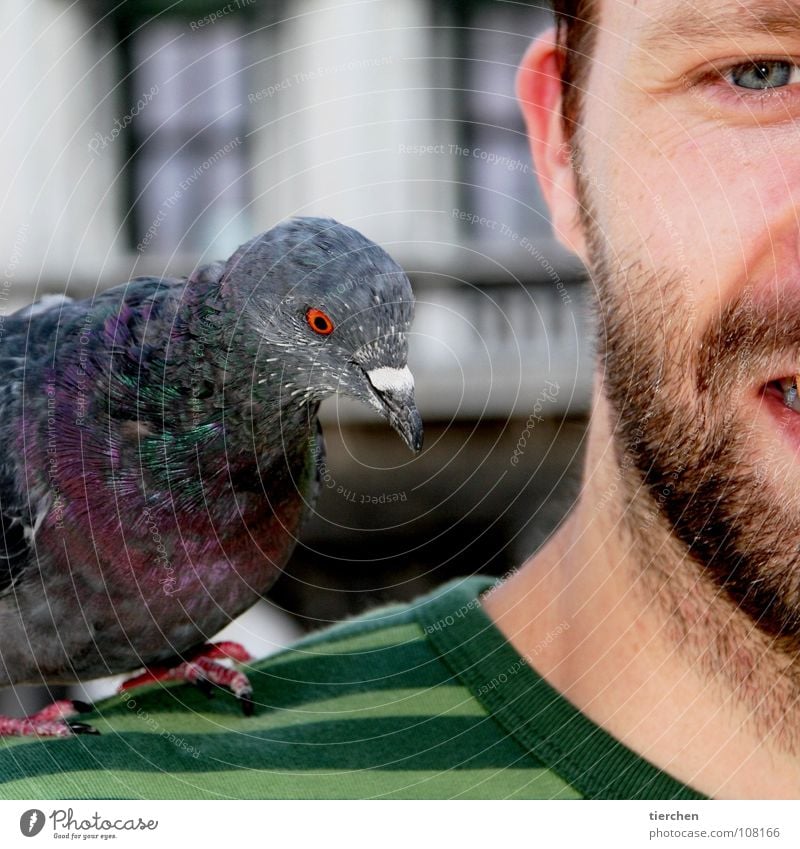 tit Pigeon Disgust Animal Bird Claw Beak Feather Shoulder Pirate Man Facial hair Human being Head Face Ear Eyes Partially visible Detail Section of image