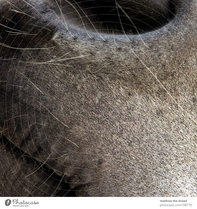 Close by Horse Animal Mammal Nostril Nostrils Opening Bristles Gray Black Glittering Odor Hairline Soft Zoo Petting zoo Macro (Extreme close-up) Close-up