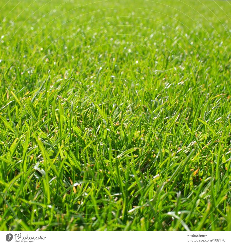 lush grass juicy grass Grass Green Blade of grass Juicy Fresh Sowing Soft Force Gaudy Relaxation Sunbathing Ruminant Grass stain Macro (Extreme close-up)