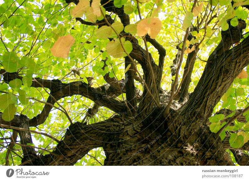 play of light of the leaves Tree Green Tree bark Brown Yellow White Leaf Beautiful Friendliness Summer Autumn Spring Seasons Pattern Play of colours Playing