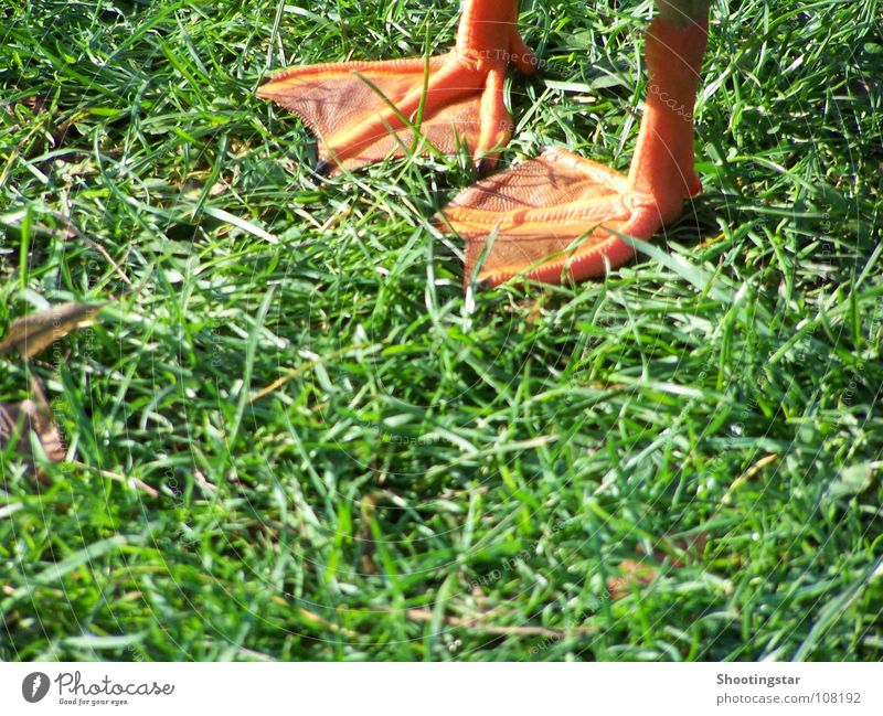step by step In transit Grass Motionless Bird green meadow Duck duck feet Stride