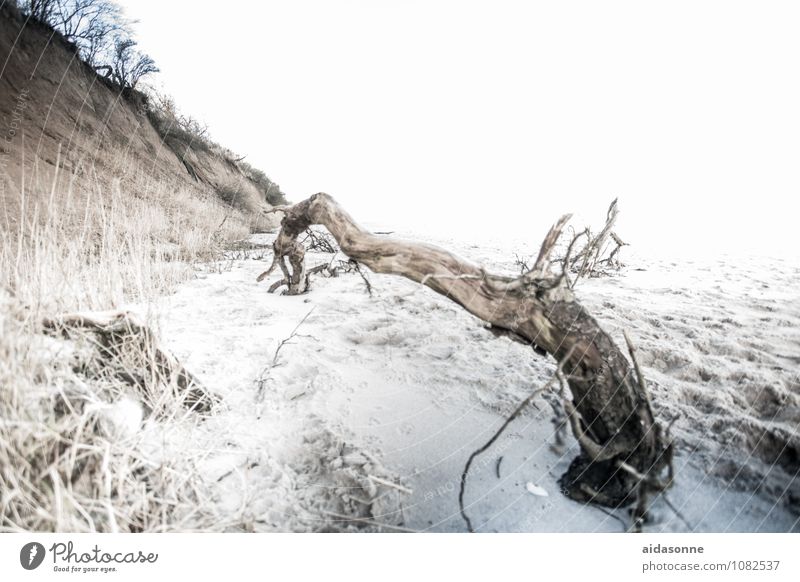 flotsam and jetsam Nature Landscape Sand Winter Coast Beach Baltic Sea Contentment Attentive Calm Flotsam and jetsam Wood Twig find Cliff Heiligendamm Time