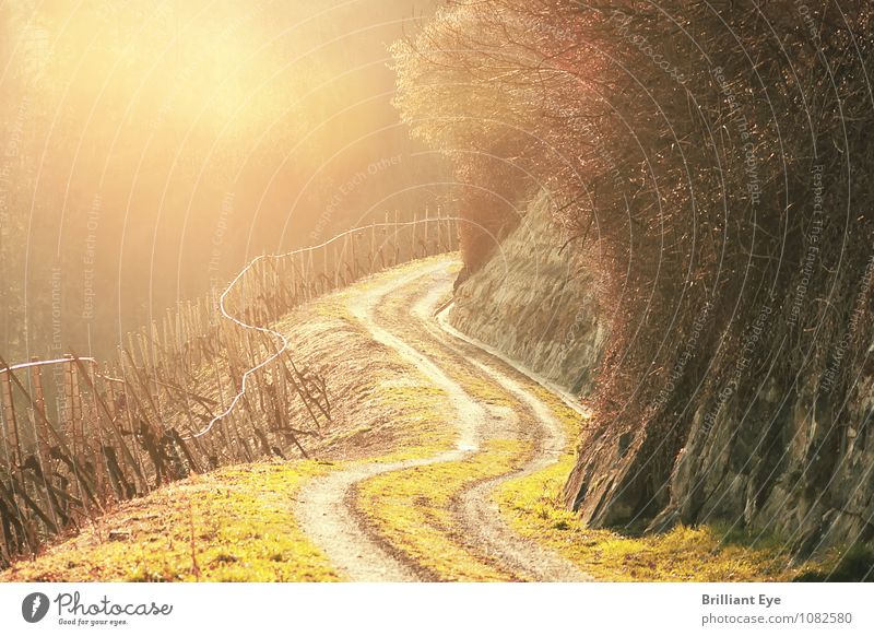 Long way in the vineyards Summer Mountain Hiking Environment Nature Landscape Sun Sunlight Spring Beautiful weather Plant Tree Rock Alps Illuminate Emotions