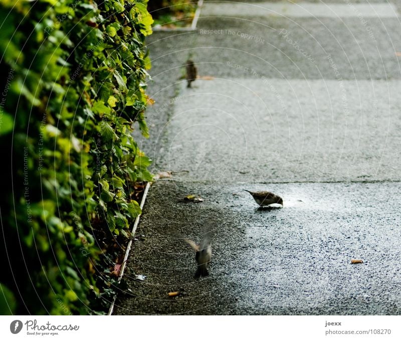 The sparrow of Wallrafplatz Bushes Division Green Hedge Wet Puddle Places Drinking Bird Traffic infrastructure Floor covering Flying Rain Sparrow Date Water