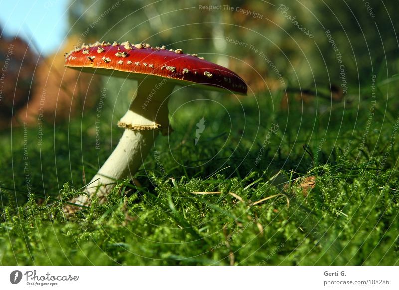 flexible Flexible Amanita mushroom Woodground Autumn Poison Flake Intoxicant Symbols and metaphors Stand Growth Green Sunlight Curved Bend Warped Grass Meadow