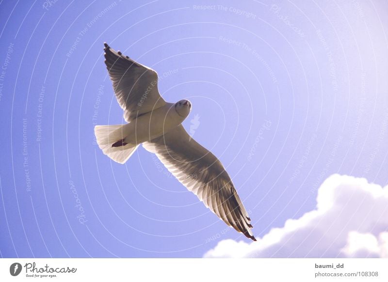 seagull Animal Bird Clouds Sky flying seagull Sun Aviation