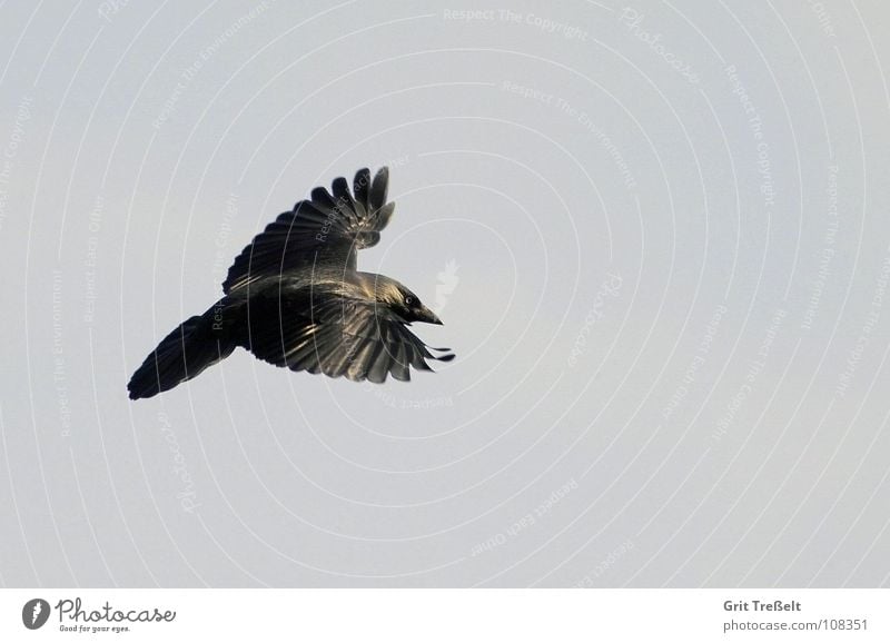 jackdaw Bird Jackdaw Raven birds Black Aviation Flying Sky