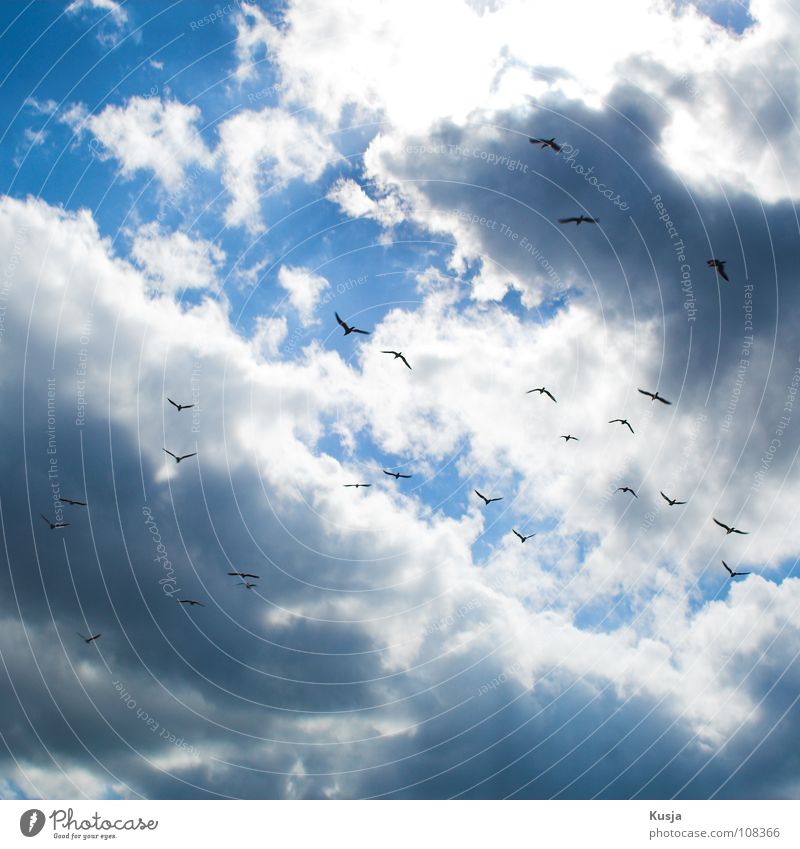 gull invasion Seagull Bird Clouds Judder Scream Circle White Black Sky Flying Blue Illuminate