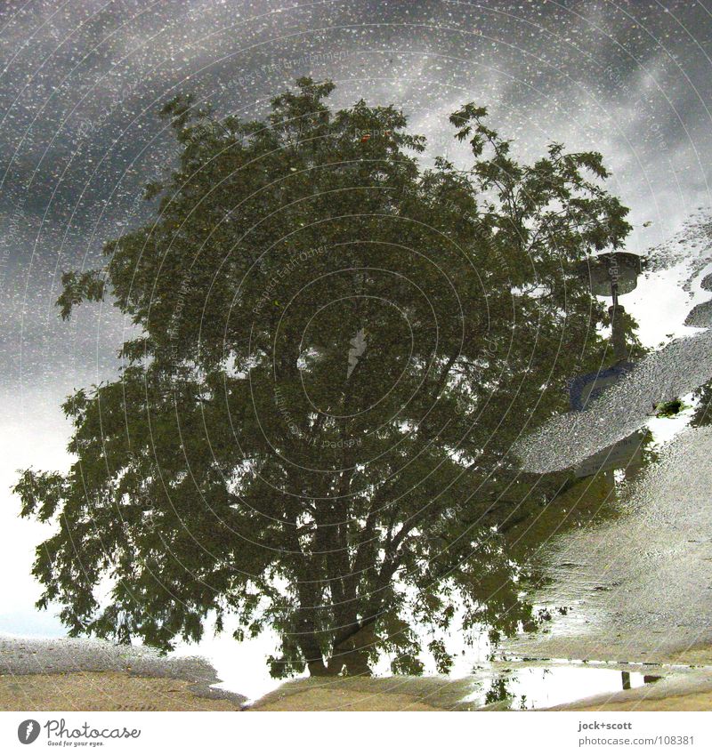 Deciduous tree in the puddle Storm clouds Climate change Bad weather Marzahn Puddle Simple naturally Under Gray Inspiration Surrealism Tar Background picture