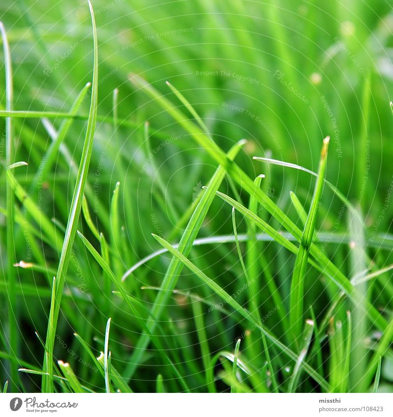 Grass in square Green Meadow Fresh Gaudy Near Square Blade of grass Green space Garden Park Lawn Nature Macro (Extreme close-up) Illuminate Exterior shot