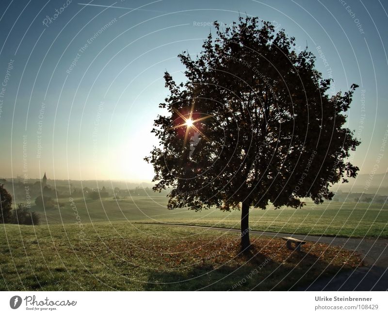 Star-shaped sun shines through a tree over a misty landscape Energy industry Environment Nature Landscape Plant Autumn Fog Meadow Field hillock Village