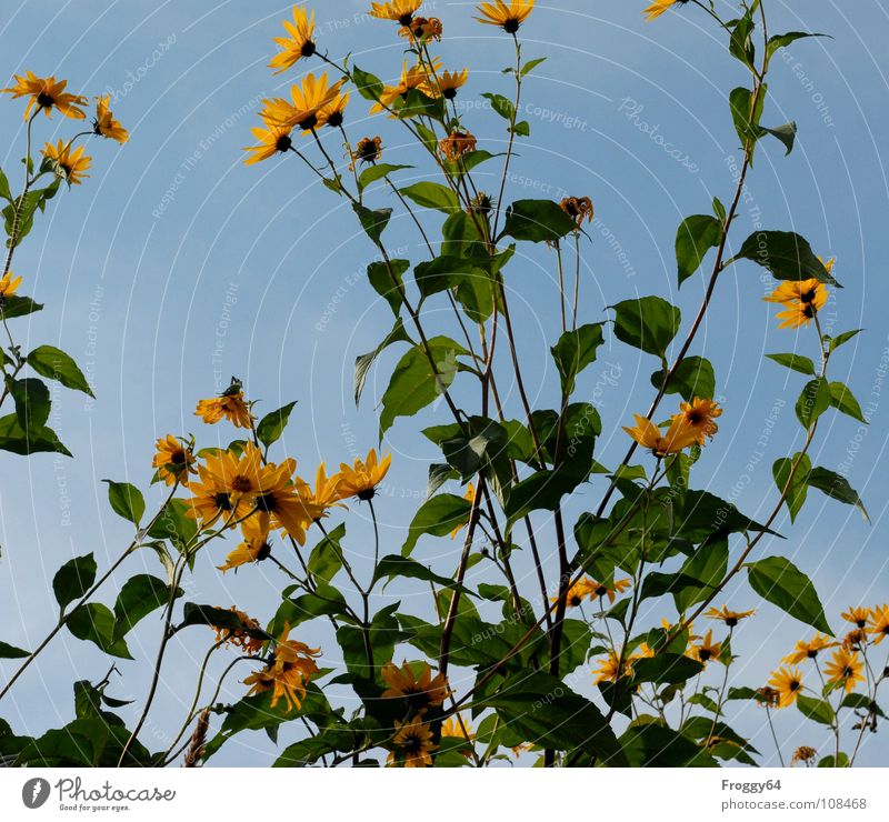 autumn blossoms Summer Plant Botany Part of the plant Verdant Environment Sunflower Sky blue Flower Blossom Stalk Back-light Worm's-eye view Beautiful weather