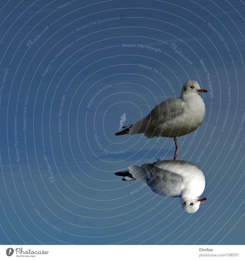 Biplane : Silver Gull ( Larus novaehollandia ) Seagull Bird Animal White Gray Black Mirror Reflection 2 Twin Poultry Lake Ocean Cuxhaven Autumn Water Blue
