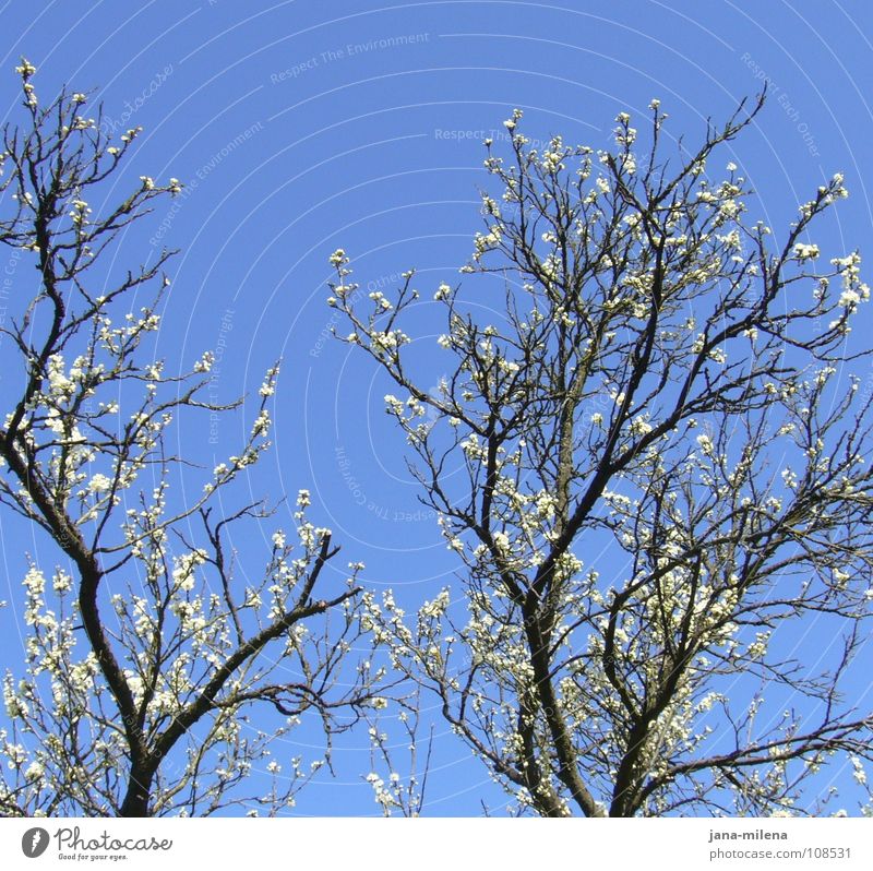 come back soon... Spring Apple blossom Almond blossom Blossom Pure White Clean Branchage Europe Sky Blue Twig