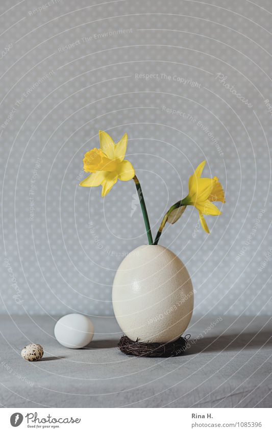 Easter III Lifestyle Blossoming Bright Yellow Spring fever Still Life ostrich egg Egg Narcissus Size comparison Tablecloth Vase Colour photo Interior shot