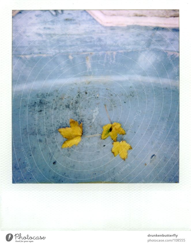 autumn I Autumn Leaf Seasons Yellow Swimming pool Tree Dry Still Life October Blue Floor covering To fall Basin Stone